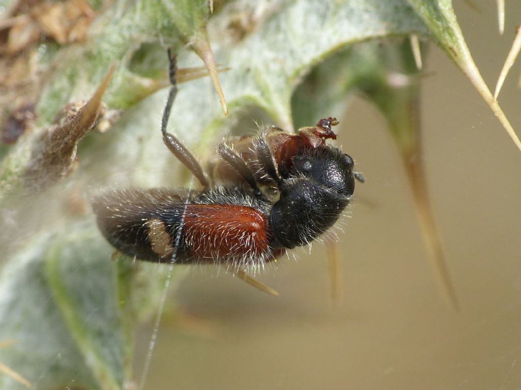 cfr. Isomira sp. (Tenebrionidae Alleculinae)